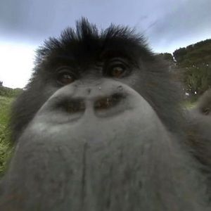 Meet your Posher, Pedro